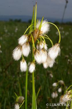 Eriophorum latifolium Hoppe 3.Image
