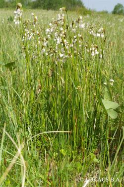 Eriophorum latifolium Hoppe 2.Image