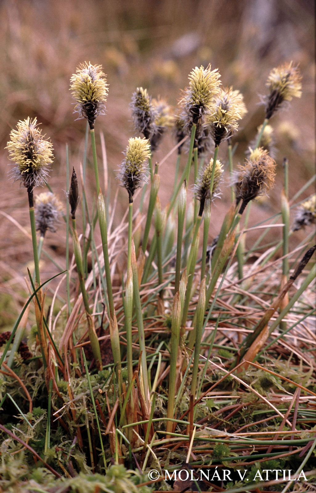 Eriophorum vaginatum L.