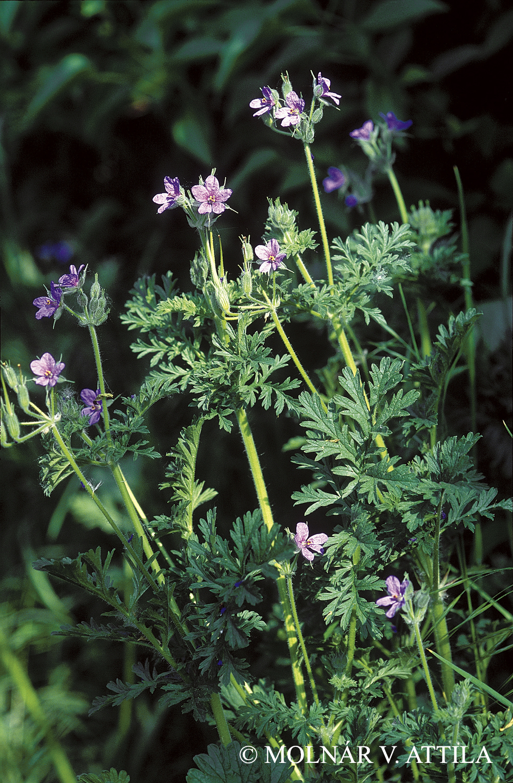 Erodium ciconium (Jusl.) LHér.
