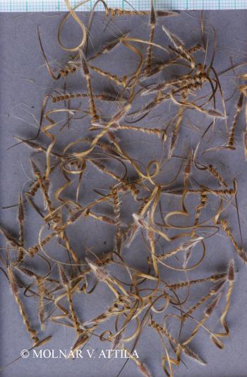 Erodium ciconium (Jusl.) LHér. 3.Image