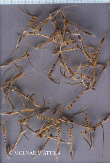 Erodium ciconium (Jusl.) LHér. 2.Image