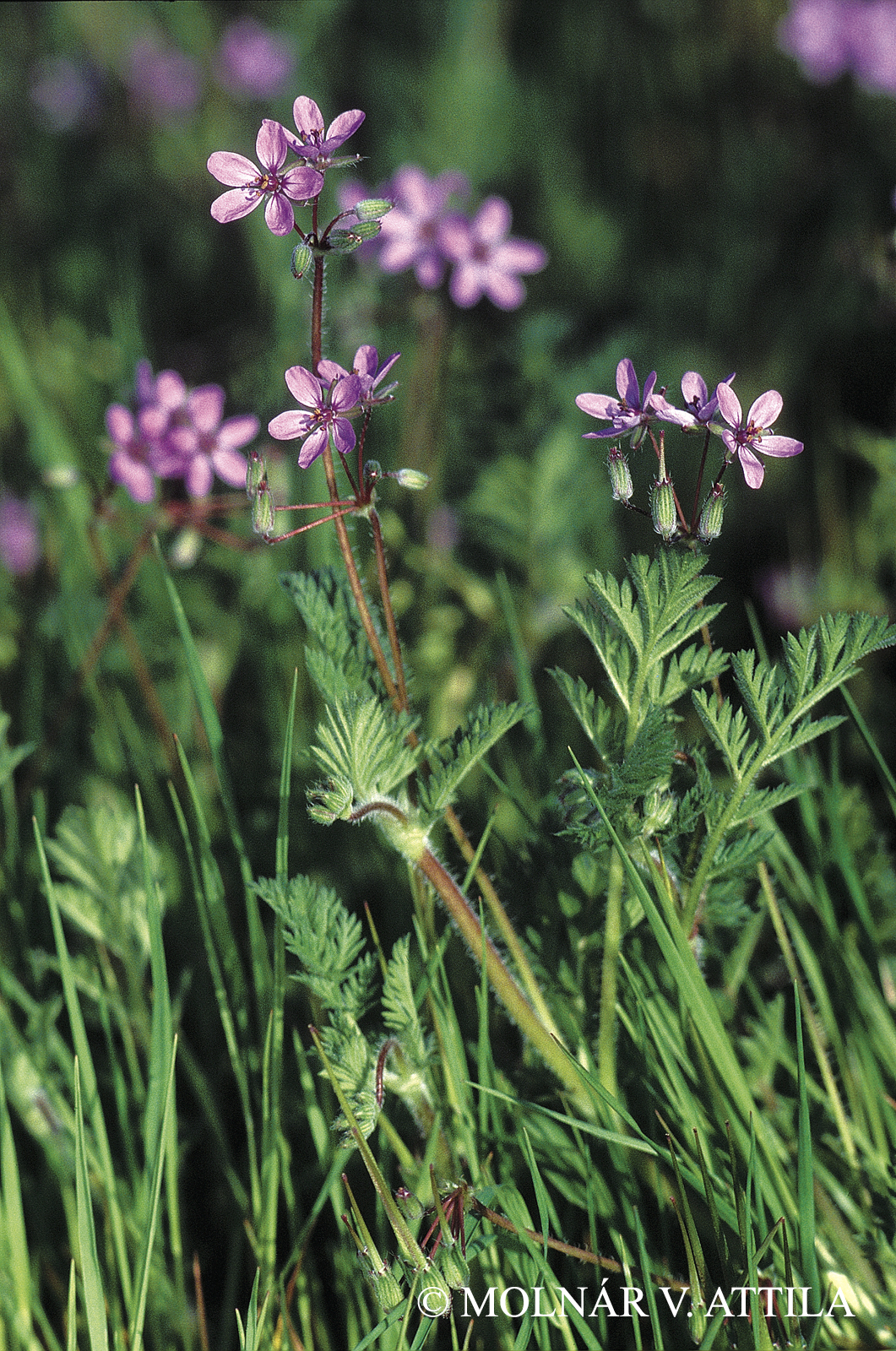 Erodium cicutarium (L.) LHér.
