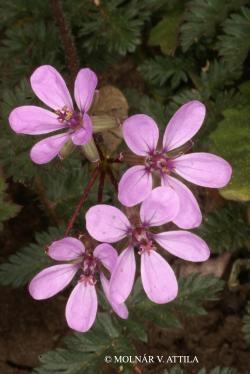 Erodium cicutarium (L.) LHér. 2.Image