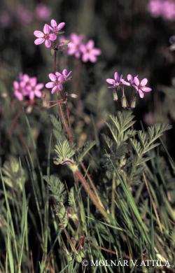 Erodium cicutarium (L.) LHér. 3.Image