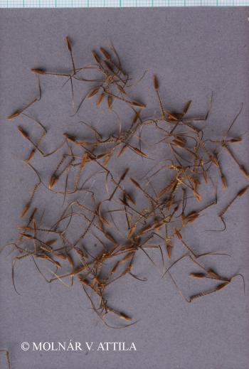 Erodium cicutarium (L.) LHér. 4.Image