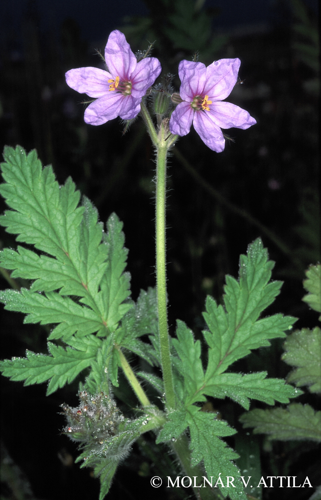 Erodium hoefftianum C.A. Mey.
