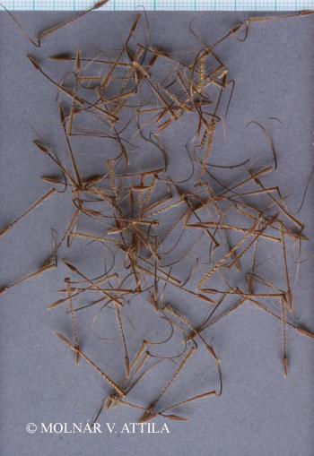 Erodium hoefftianum C.A. Mey. 2.Image