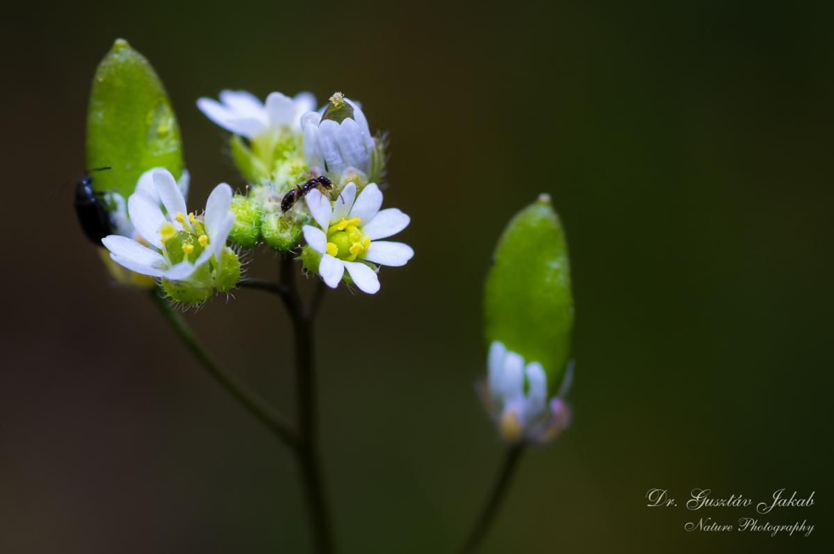 Erophila verna agg.