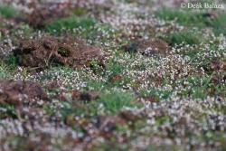 Erophila verna agg. 2.Image