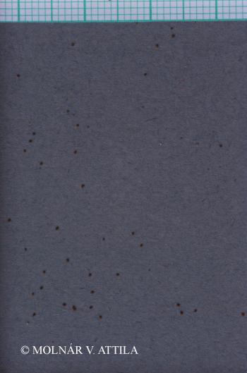 Erophila verna (L.) Chevall. 2.Image