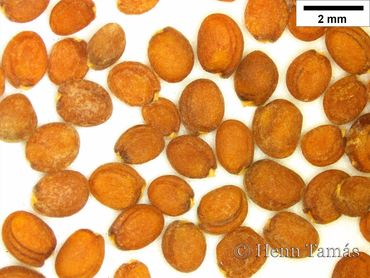 Eruca vesicaria (L.) Cav.