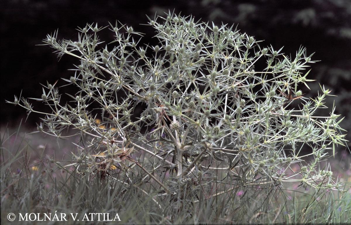 Eryngium campestre L.