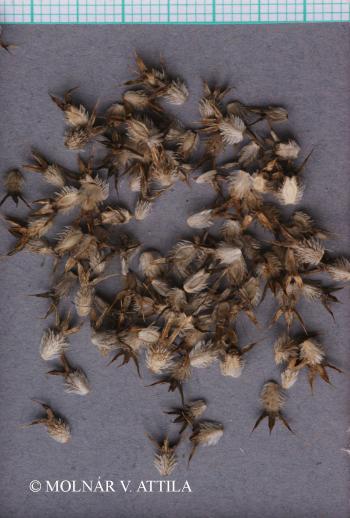 Eryngium campestre L. 3.Kép