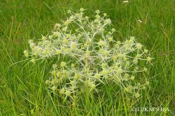 Eryngium campestre L. 2.Kép