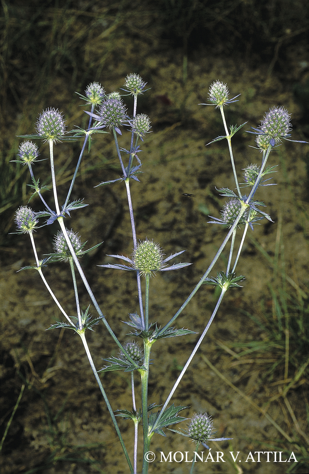 Eryngium planum L.