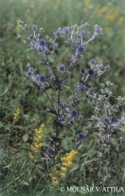 Eryngium planum L. 2.Kép