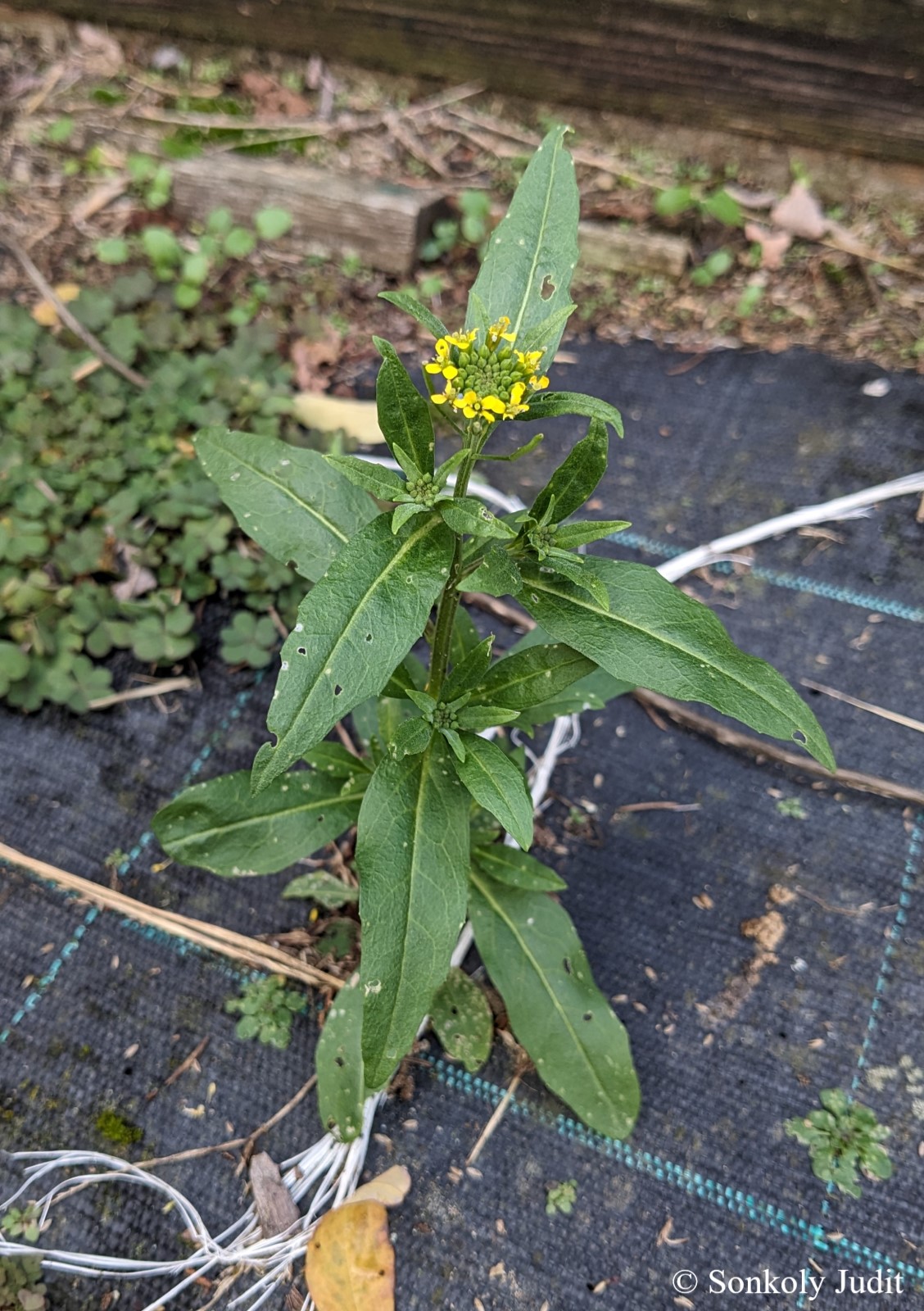 Erysimum cheiranthoides L.