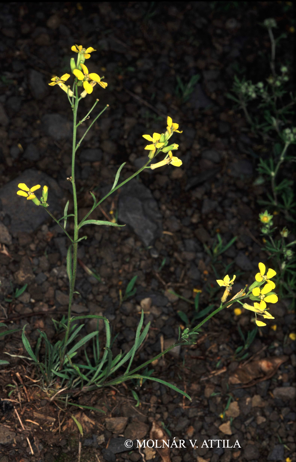 Erysimum crepidifolium Rchb.