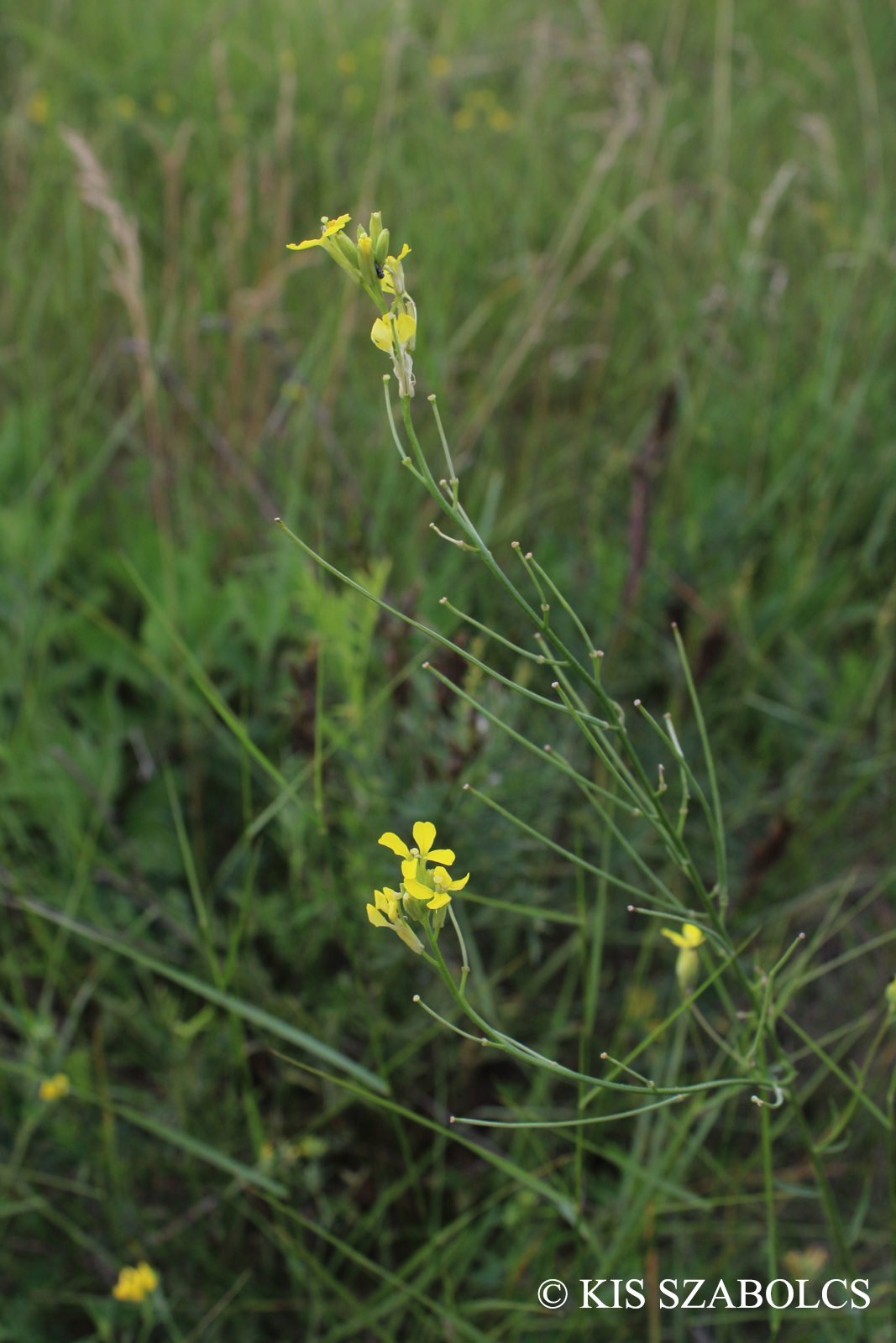 Erysimum diffusum Ehrh.
