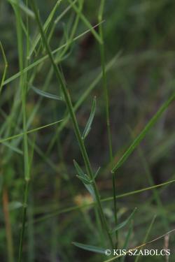 Erysimum diffusum Ehrh. 2.Kép