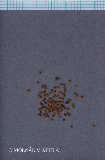 Erysimum diffusum Ehrh. 4.Kép