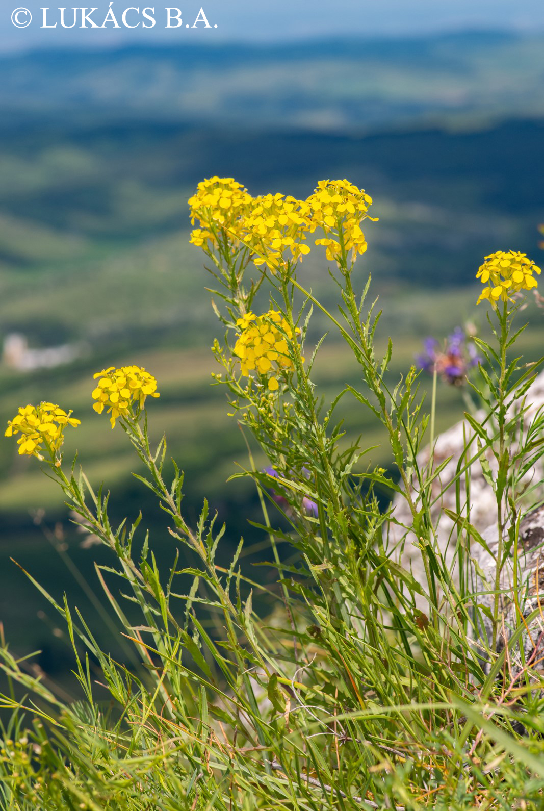 Erysimum odoratum Ehrh.