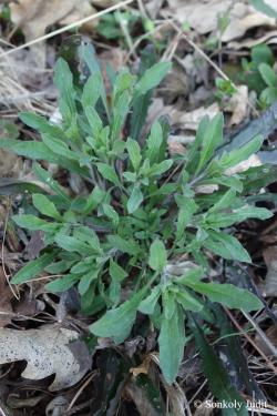 Erysimum odoratum Ehrh. 2.Kép