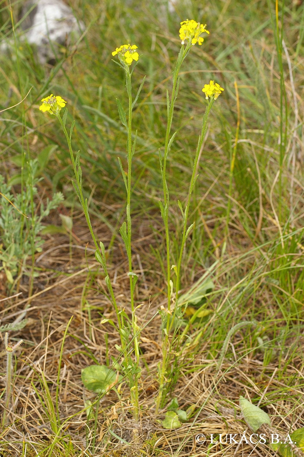 Erysimum repandum L.