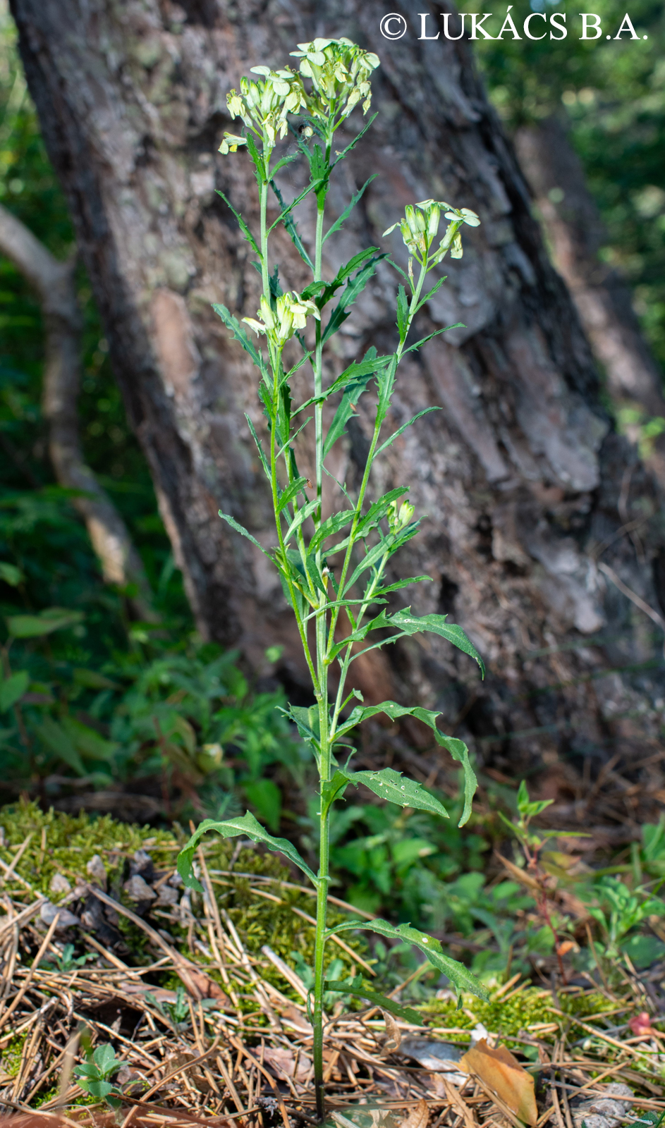 Erysimum witmannii Zaw. subsp. pallidiflorum (Jáv.) Jáv.