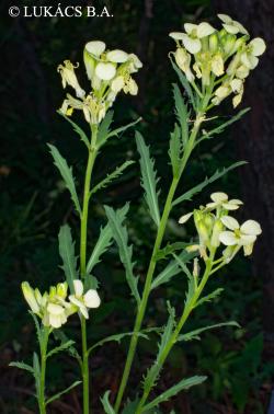 Erysimum witmannii Zaw. subsp. pallidiflorum (Jáv.) Jáv. 2.Kép