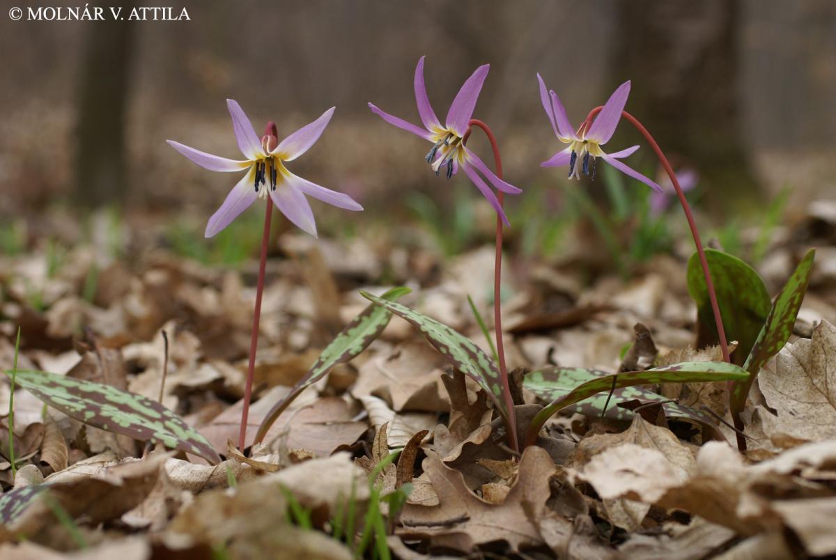 Erythronium dens-canis L.