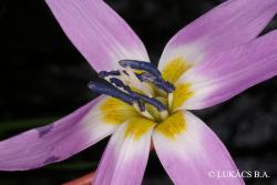 Erythronium dens-canis L. 3.Image