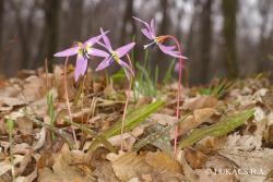 Erythronium dens-canis L. 2.Image
