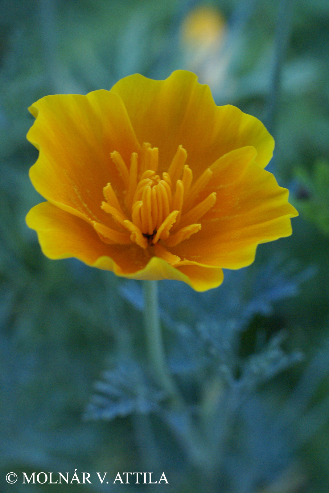 Eschscholzia californica Cham.