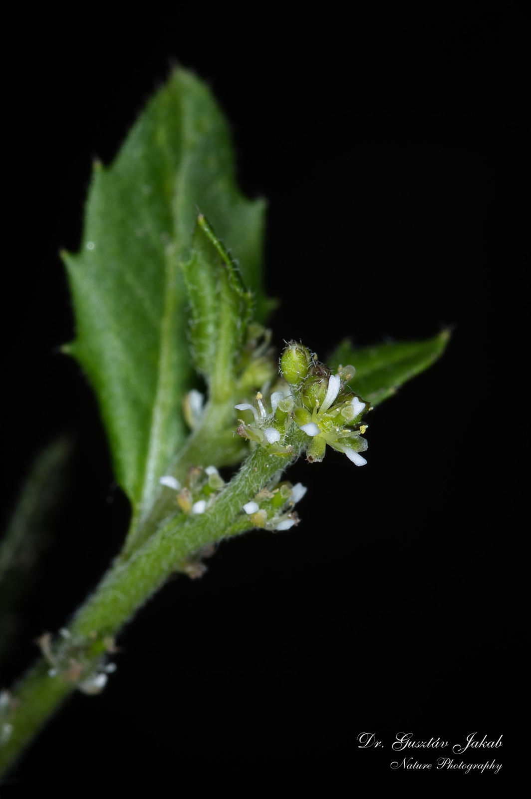Euclidium syriacum (L.) R. Br.