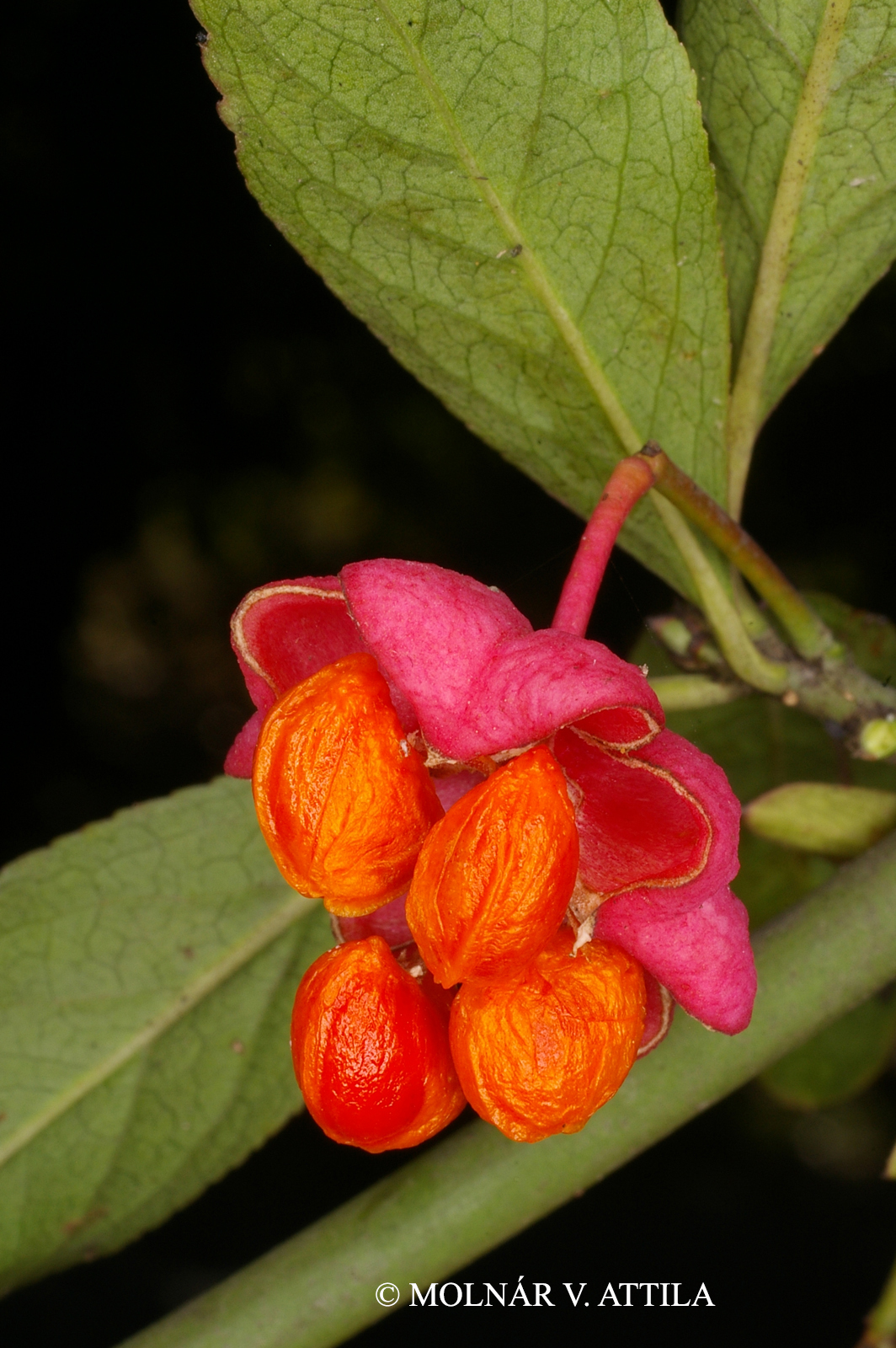 Euonymus europaeus L.