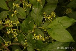 Euonymus europaeus L. 3.Image