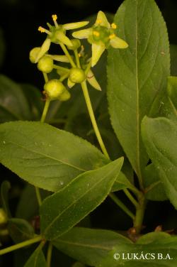 Euonymus europaeus L. 2.Image