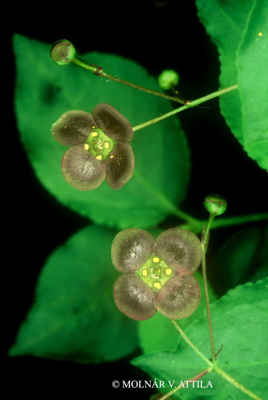 Euonymus verrucosus Scop.