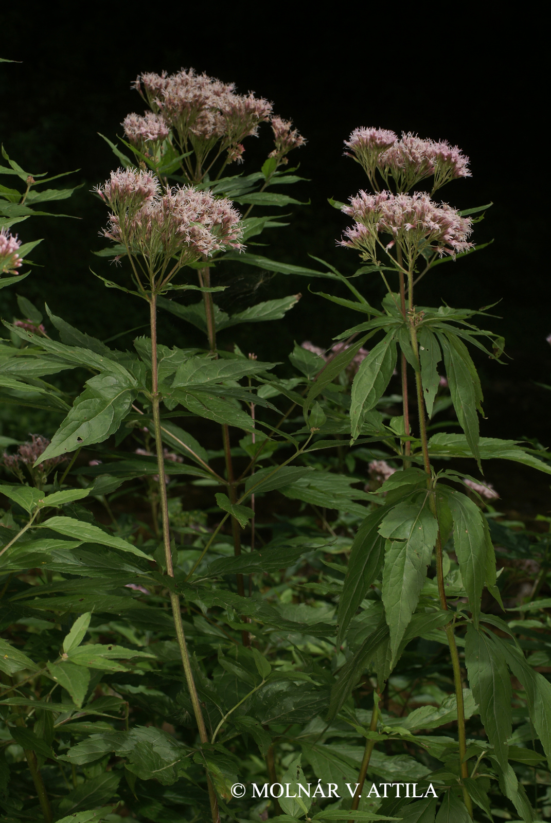 Eupatorium cannabinum L.