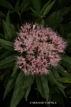 Eupatorium cannabinum L. 2.Kép