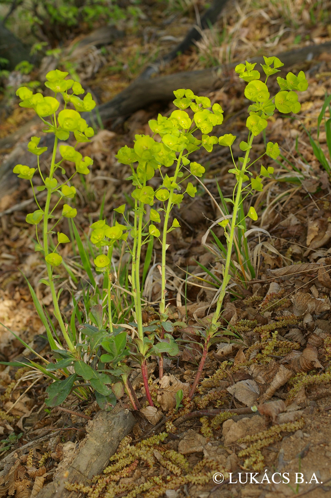Euphorbia amygdaloides L.