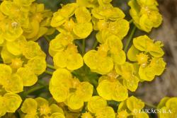 Euphorbia cyparissias L. 2.Image