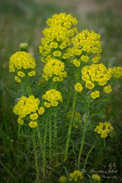 Euphorbia cyparissias L. 3.Image