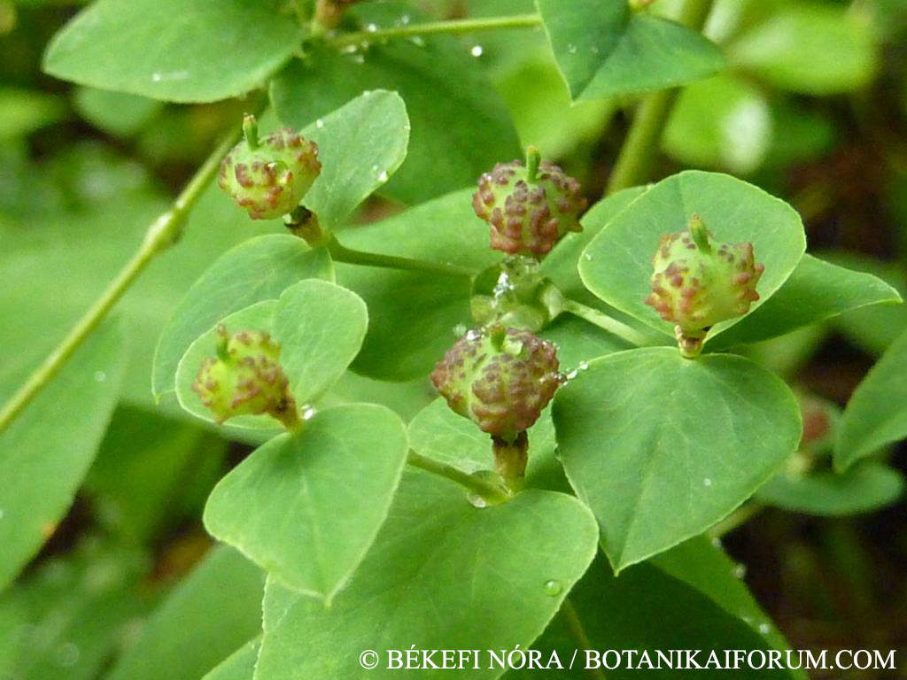 Euphorbia dulcis L.