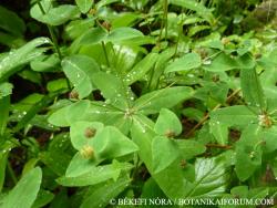 Euphorbia dulcis L. 2.Image