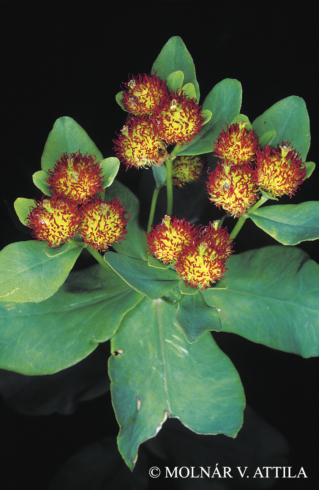 Euphorbia epithymoides L.