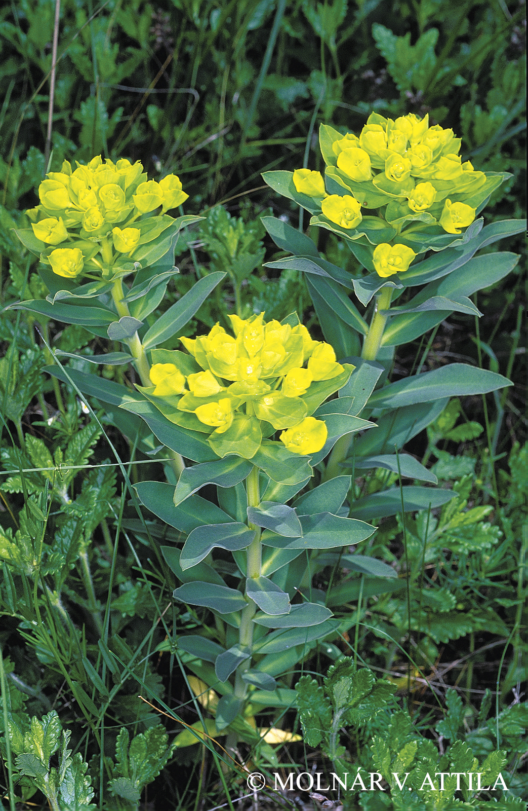 Euphorbia glareosa Pall.