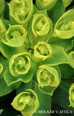 Euphorbia glareosa Pall. 2.Image